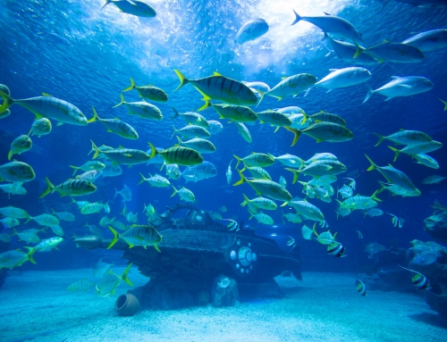 f9b91347339b4c14afb0-500x383 Haichang Ocean Park and Tourism Development Fund Sign Memorandum of Understanding for World-Class Marine Theme Park Resort in KSA